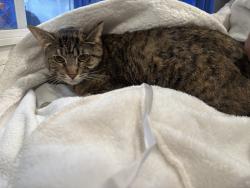 Found/Stray Unknown Cat last seen On doorstep, Des Moines, WA 98198