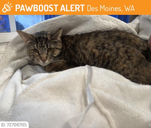 Found/Stray Unknown Cat last seen On doorstep, Des Moines, WA 98198
