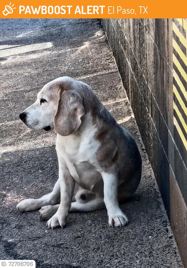 Found/Stray Male Dog last seen Horizon and gateway blvd, El Paso, TX 79928