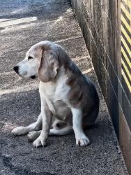 Found/Stray Male Dog last seen Horizon and gateway blvd, El Paso, TX 79928