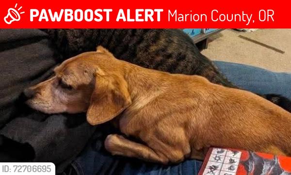 Lost Male Dog last seen Labish Village, Marion County, OR 97305
