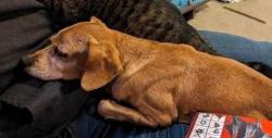 Lost Male Dog last seen Labish Village, Marion County, OR 97305