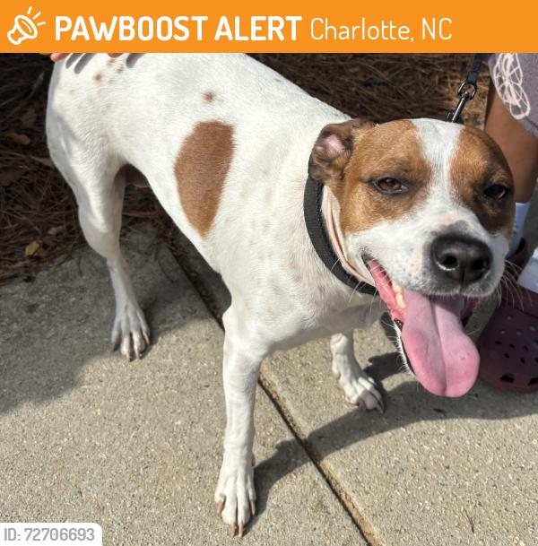 Found/Stray Male Dog last seen bent creek cir , Charlotte, NC 28227