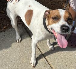 Found/Stray Male Dog last seen bent creek cir , Charlotte, NC 28227