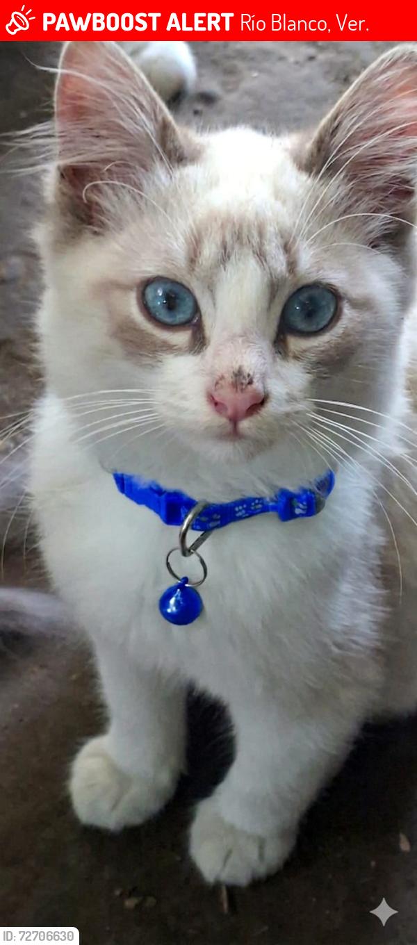 Lost Male Cat last seen Entre autopista y calle la ceiba , Río Blanco, Ver. 