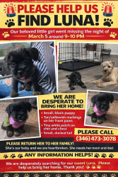 Lost Female Dog last seen KIMBERLY POINT apmts , Houston, TX 77090