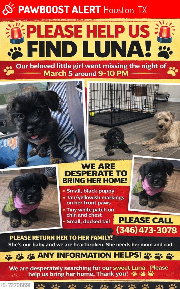 Lost Female Dog last seen KIMBERLY POINT apmts , Houston, TX 77090