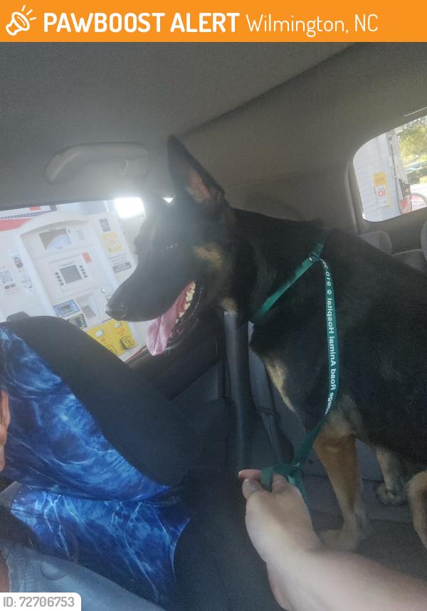 Found/Stray Unknown Dog last seen Oleander at College Rd., Wilmington, NC, Wilmington, NC 28403
