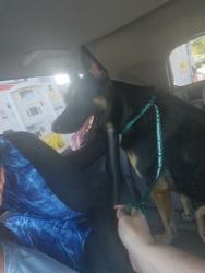 Found/Stray Unknown Dog last seen Oleander at College Rd., Wilmington, NC, Wilmington, NC 28403