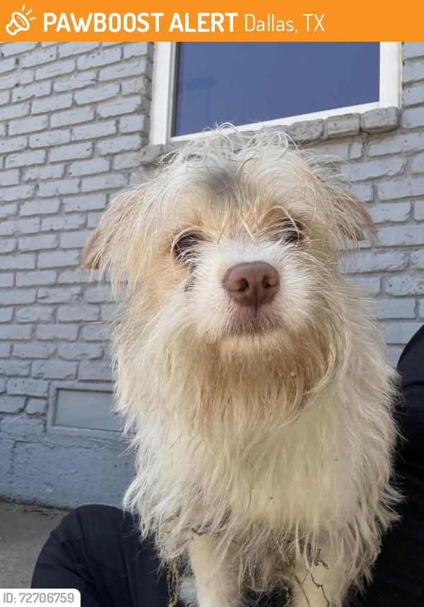 Found/Stray Male Dog last seen Dorrington Dr and Hunnicut Rd, Claremont, Dallas, TX 75228