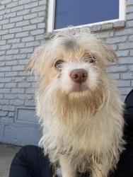 Found/Stray Male Dog last seen Dorrington Dr and Hunnicut Rd, Claremont, Dallas, TX 75228