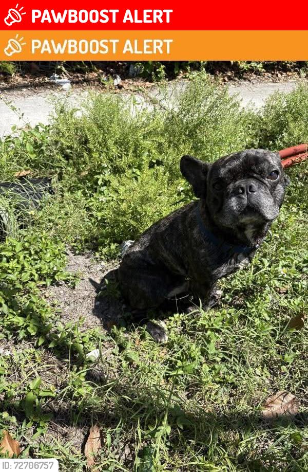 Lost Male Dog last seen Near ne 157 terrace , North Miami Beach, FL 33162