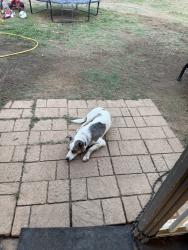 Found/Stray Male Dog last seen Brian Drive & Pulliam Road, Pleasanton, TX 78064