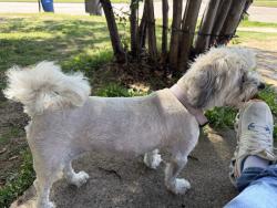Found/Stray Female Dog last seen Augustine dr cerca de Malone’s , Dallas, TX 75217