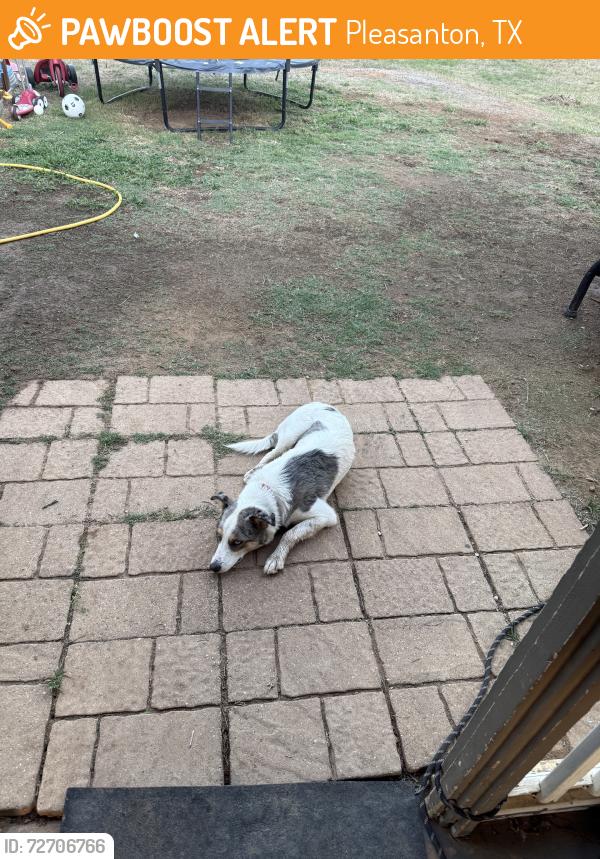 Found/Stray Male Dog last seen Brian Drive & Pulliam Road, Pleasanton, TX 78064