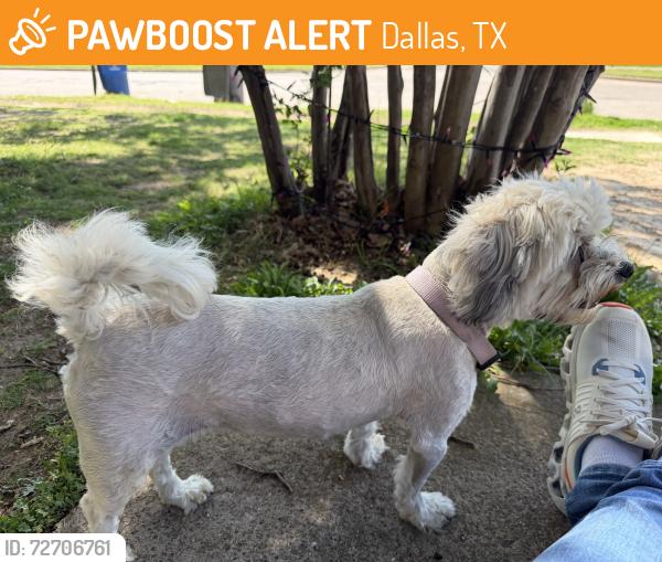 Found/Stray Female Dog last seen Augustine dr cerca de Malone’s , Dallas, TX 75217