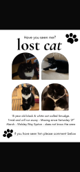 Lost Male Cat last seen Wolsey way syston, Syston, England LE7 1NX