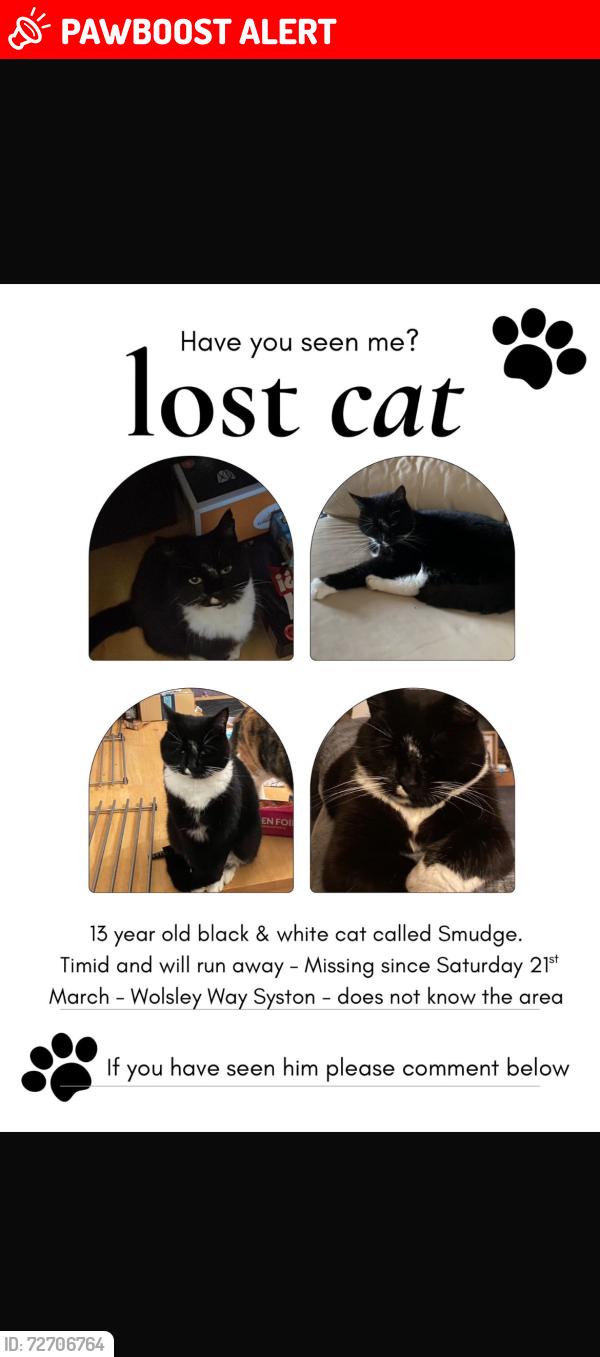 Lost Male Cat last seen Wolsey way syston, Syston, England LE7 1NX