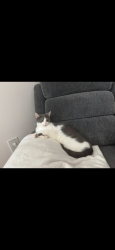 Lost Female Cat last seen Parkside Dr S, Reading, PA 19611