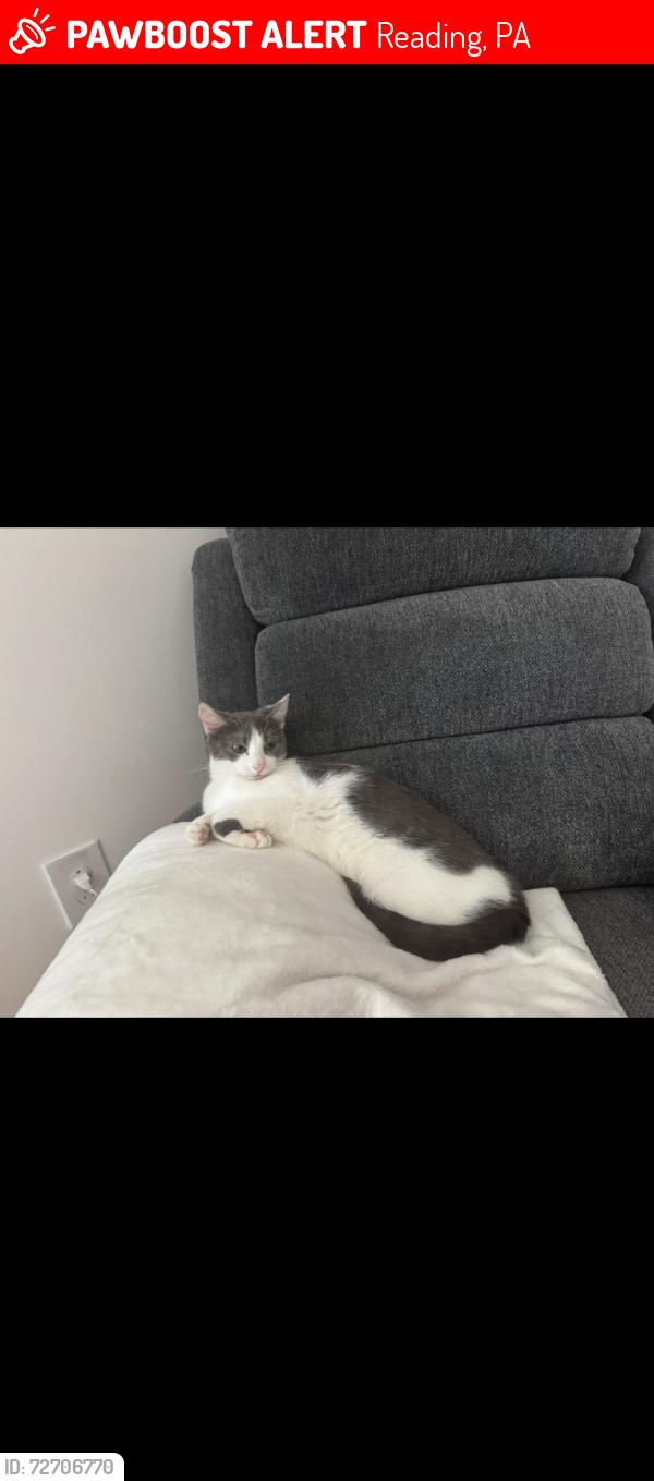 Lost Female Cat last seen Parkside Dr S, Reading, PA 19611