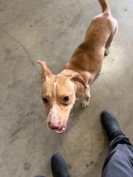 Found/Stray Male Dog last seen Kansas, Fresno, TX 77545