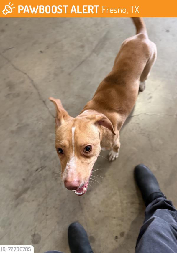 Found/Stray Male Dog last seen Kansas, Fresno, TX 77545