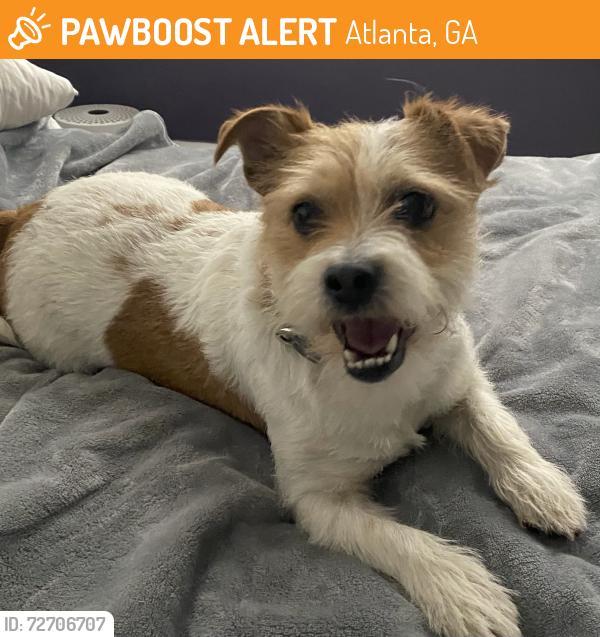 Found/Stray Female Dog last seen Boulevard NE at Boulevard Place, Atlanta, GA, Atlanta, GA 30308