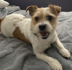 Found/Stray Female Dog last seen Boulevard NE at Boulevard Place, Atlanta, GA, Atlanta, GA 30308