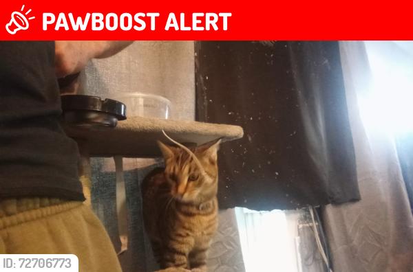 Lost Male Cat last seen Nw1 2nn, Greater London, England NW1 2PA