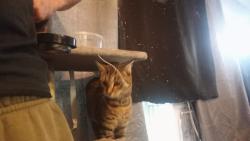 Lost Male Cat last seen Nw1 2nn, Greater London, England NW1 2PA