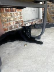 Found/Stray Female Cat last seen Oklahoma Heart hosp South, Oklahoma City, OK 73135