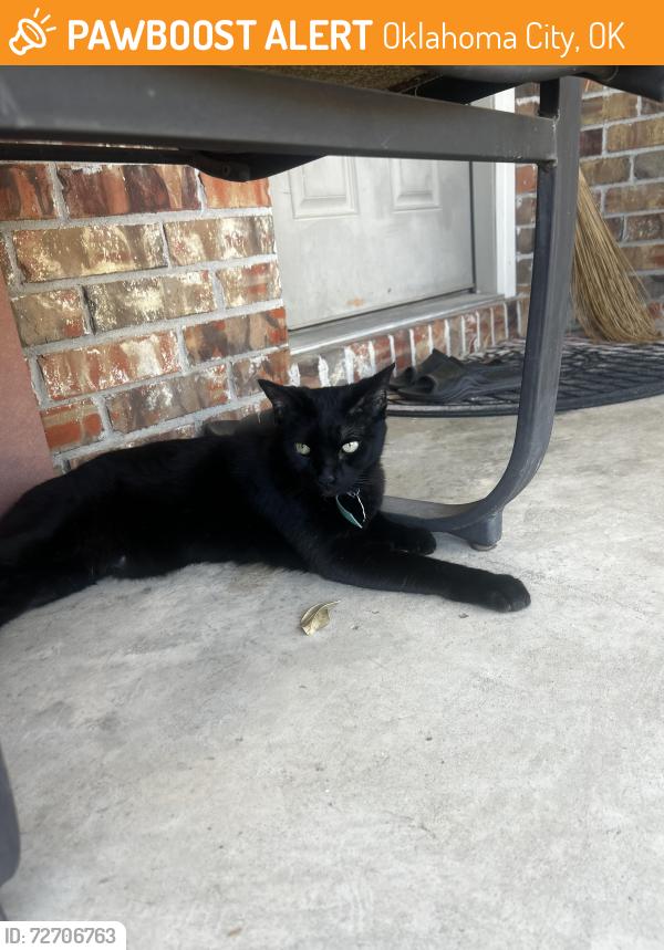 Found/Stray Female Cat last seen Oklahoma Heart hosp South, Oklahoma City, OK 73135