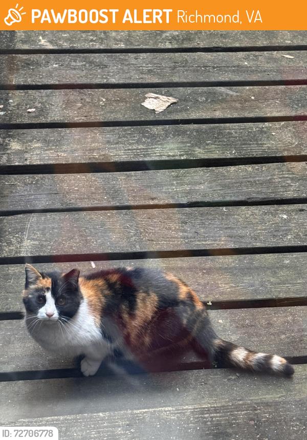 Found/Stray Female Cat last seen W. Franklin St., Richmond, VA 23230
