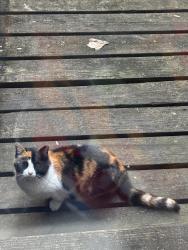 Found/Stray Female Cat last seen W. Franklin St., Richmond, VA 23230