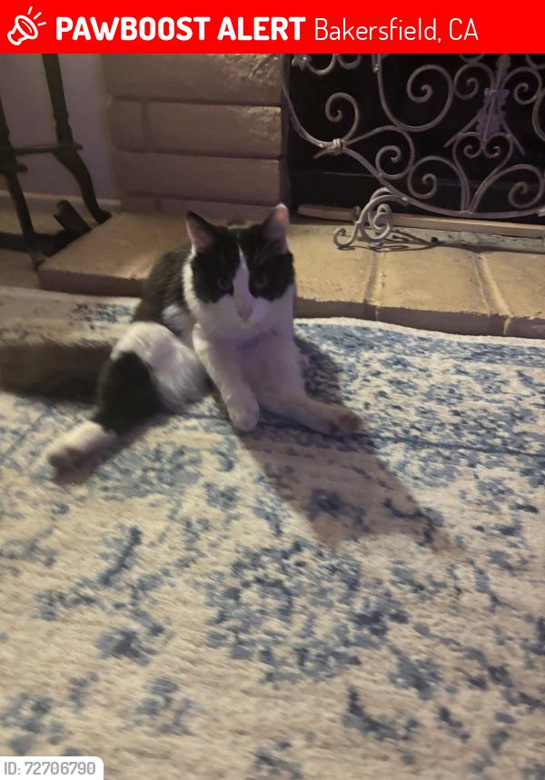 Lost Male Cat last seen Wilson, Bakersfield, CA 93309