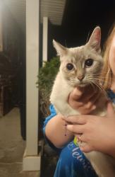 Found/Stray Female Cat last seen Sterling and 63rd, Raytown, MO 64133