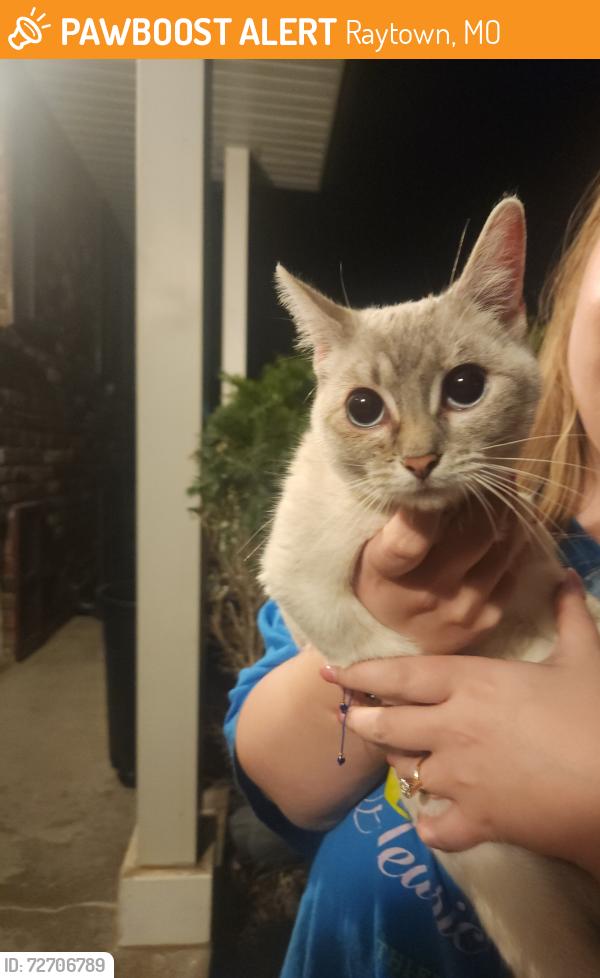 Found/Stray Female Cat last seen Sterling and 63rd, Raytown, MO 64133