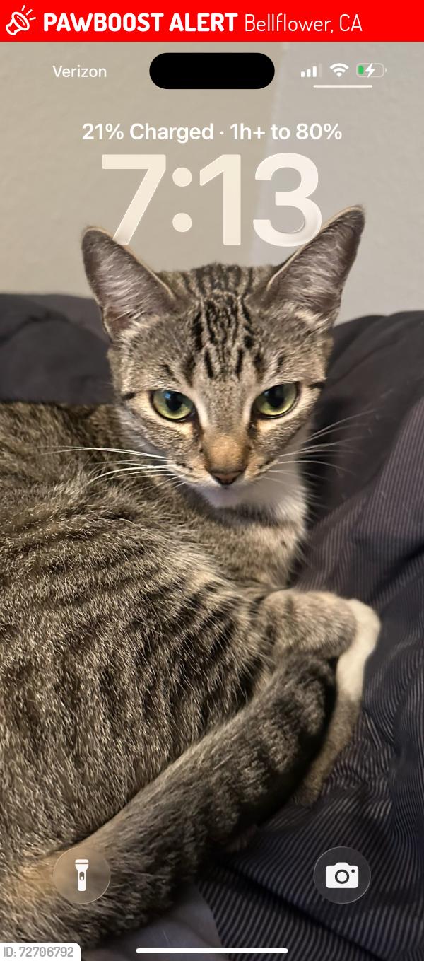 Lost Female Cat last seen Somerest and McNab Ave, Bellflower, CA 90706