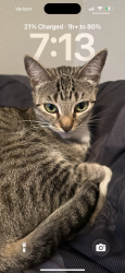 Lost Female Cat last seen Somerest and McNab Ave, Bellflower, CA 90706