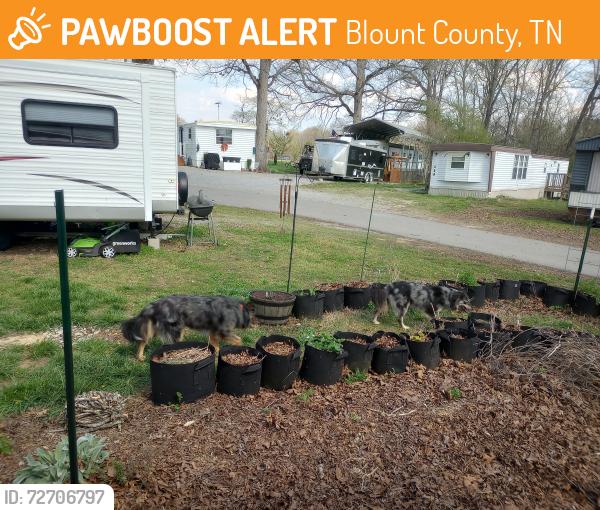 Found/Stray Female Dog last seen Dollar General, Blount County, TN 37804