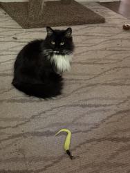 Lost Female Cat last seen Kirklevington Dr & Redding Rd, Lexington, KY 40517