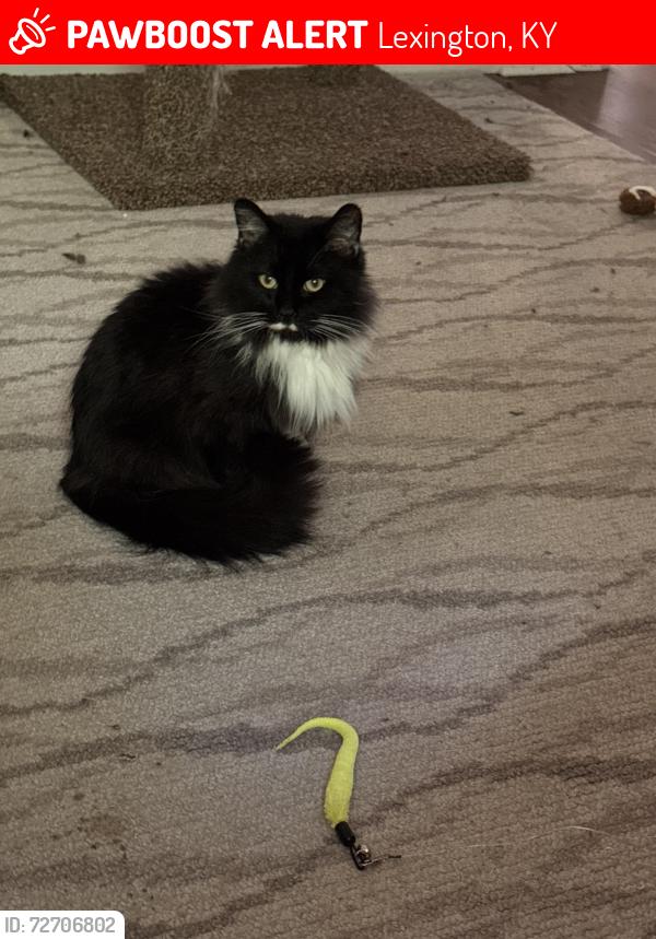 Lost Female Cat last seen Kirklevington Dr & Redding Rd, Lexington, KY 40517