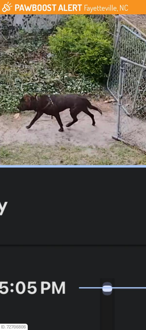 Found/Stray Unknown Dog last seen Boone Trail , Fayetteville, NC 28306