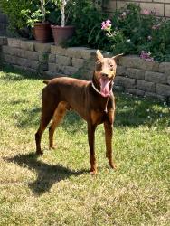 Found/Stray Male Dog last seen Mallard st, Fillmore, CA 93015
