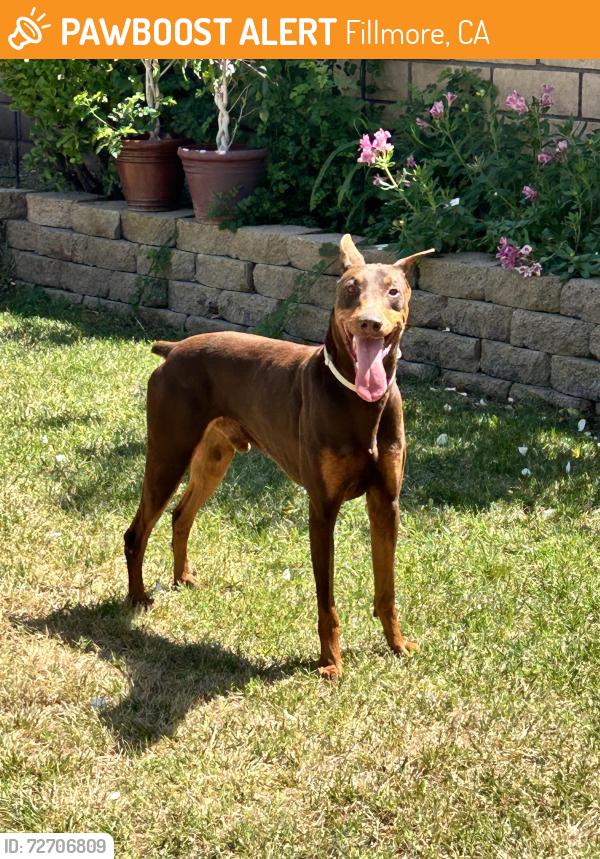 Found/Stray Male Dog last seen Mallard st, Fillmore, CA 93015
