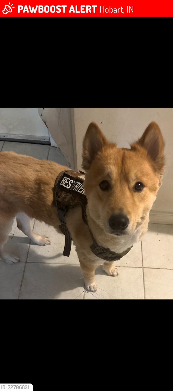 Lost Male Dog last seen Swift street , Hobart, IN 46342
