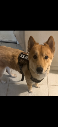 Lost Male Dog last seen Swift street , Hobart, IN 46342