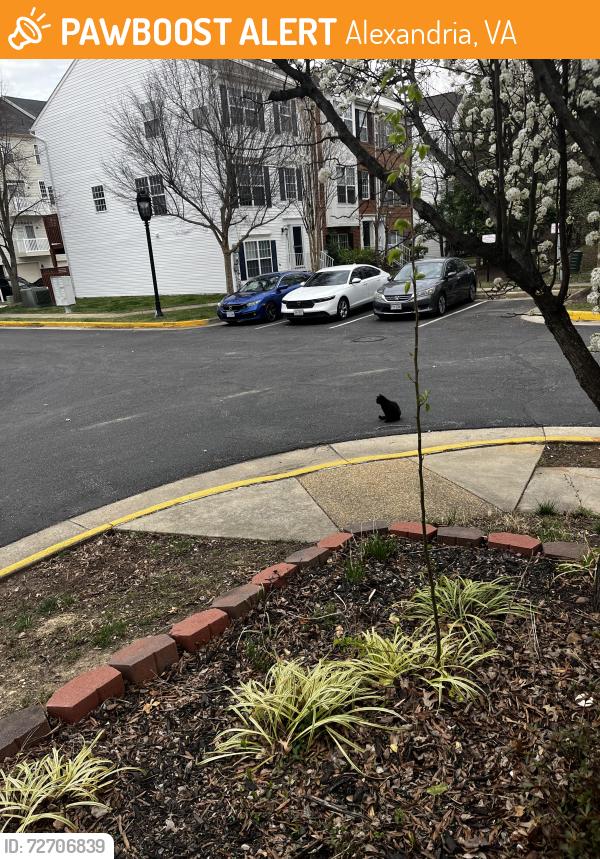 Found/Stray Female Cat last seen Hallie rose st, Alexandria, VA 22309