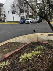 Found/Stray Female Cat last seen Hallie rose st, Alexandria, VA 22309