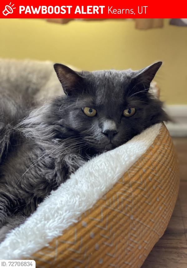 Lost Male Cat last seen Lodestone park, Kearns, UT 84118
